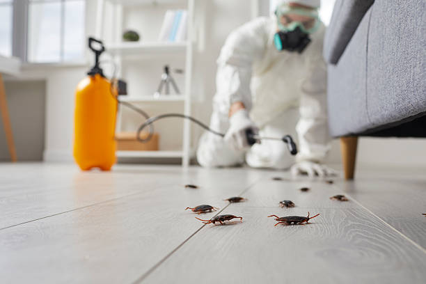 Post-Treatment Bed Bug Interceptor Monitoring in Hettinger